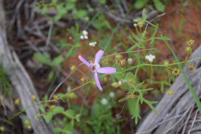 Caladenia - Spider Orchid-Camel-Soak-3-Orchid-Ridge-Sep-2018p0009.JPG